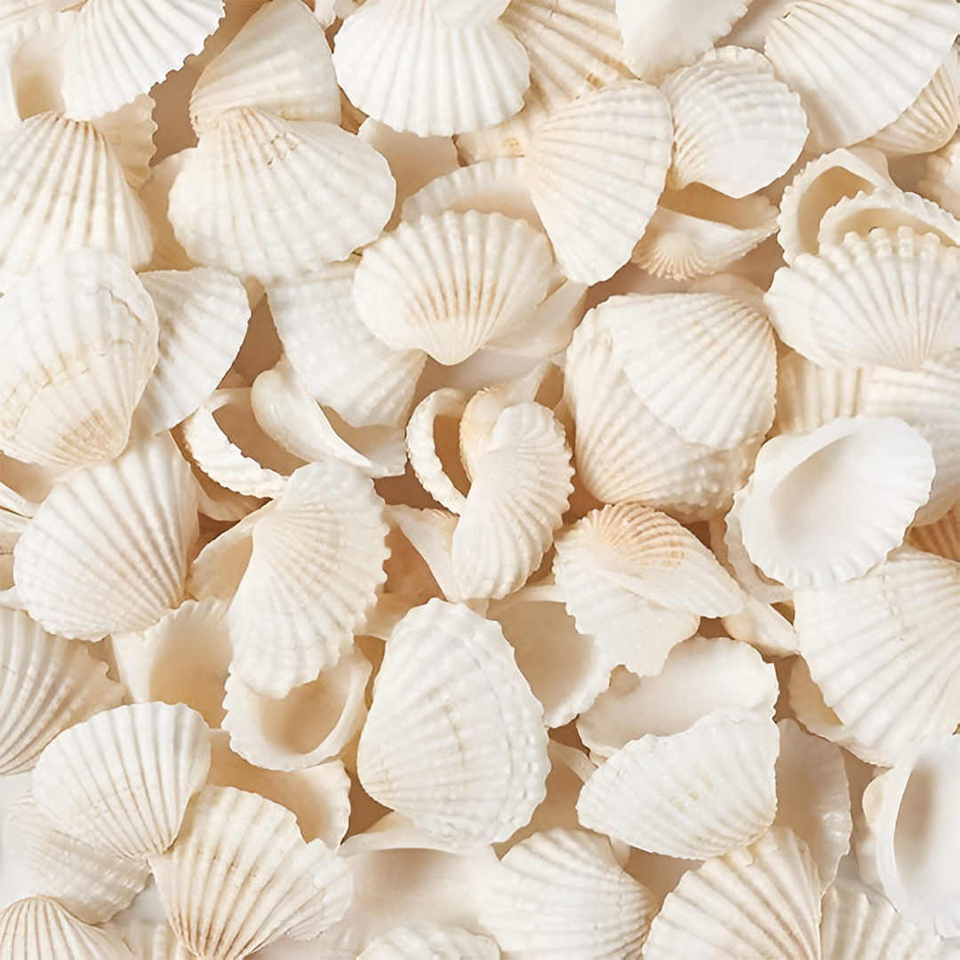 Natural seashell  – scallop shell shape.
