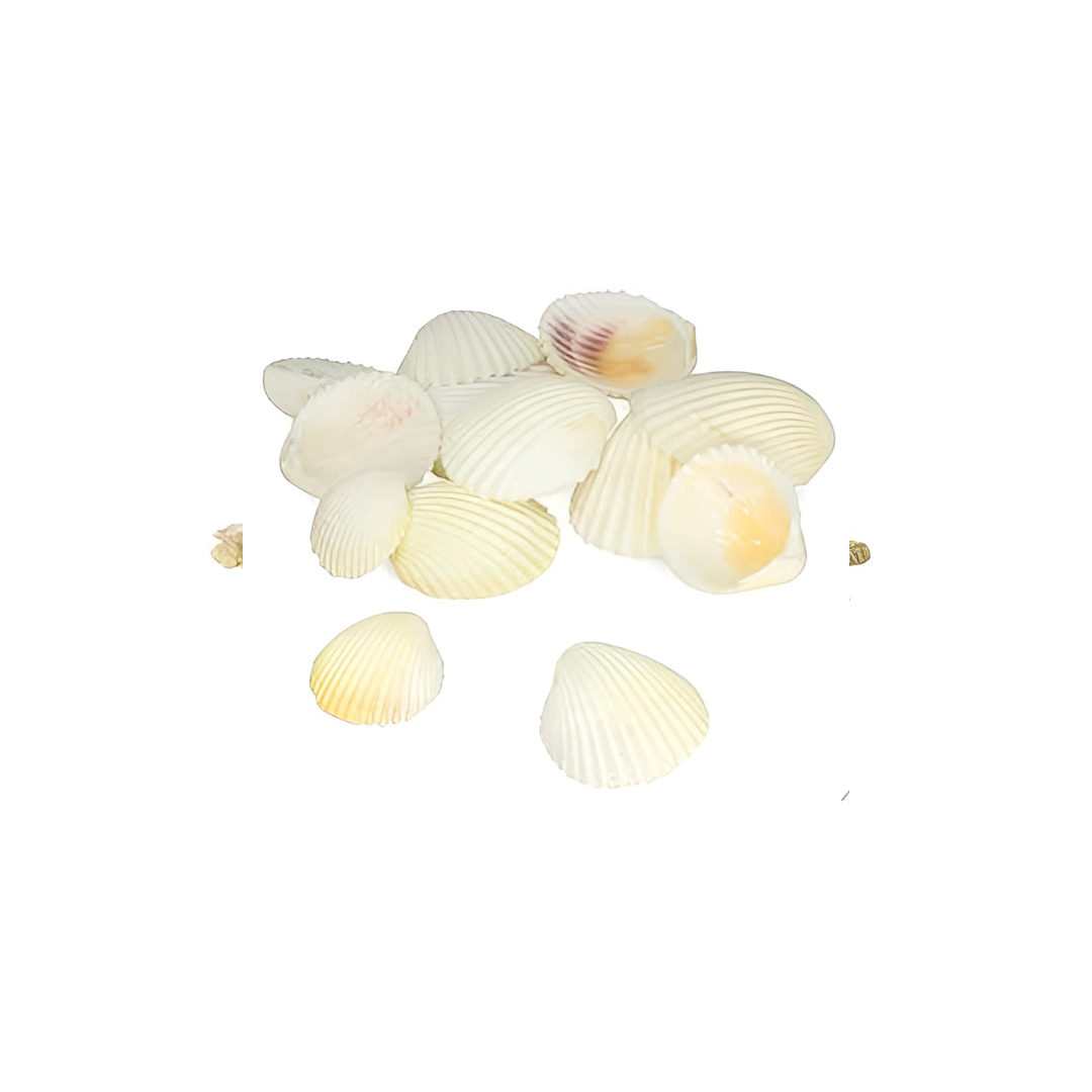 Scallop Shell Natural Seashell (White&Yellow)