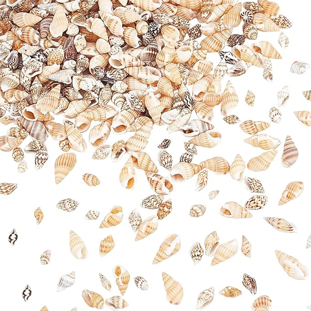 Tiny Spiral Seashells.