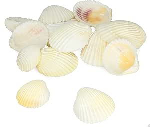 Scallop Shell Natural Seashell (White&Yellow)