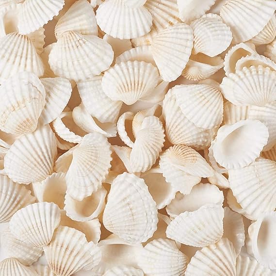 Natural seashell  – scallop shell shape.